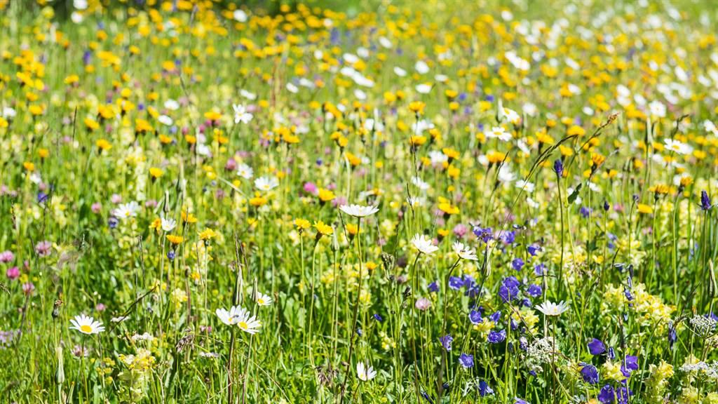 DSC_5702_fotoweb15_riederalp-fewo DSC_5702_fotoweb15_riederalp-fewo