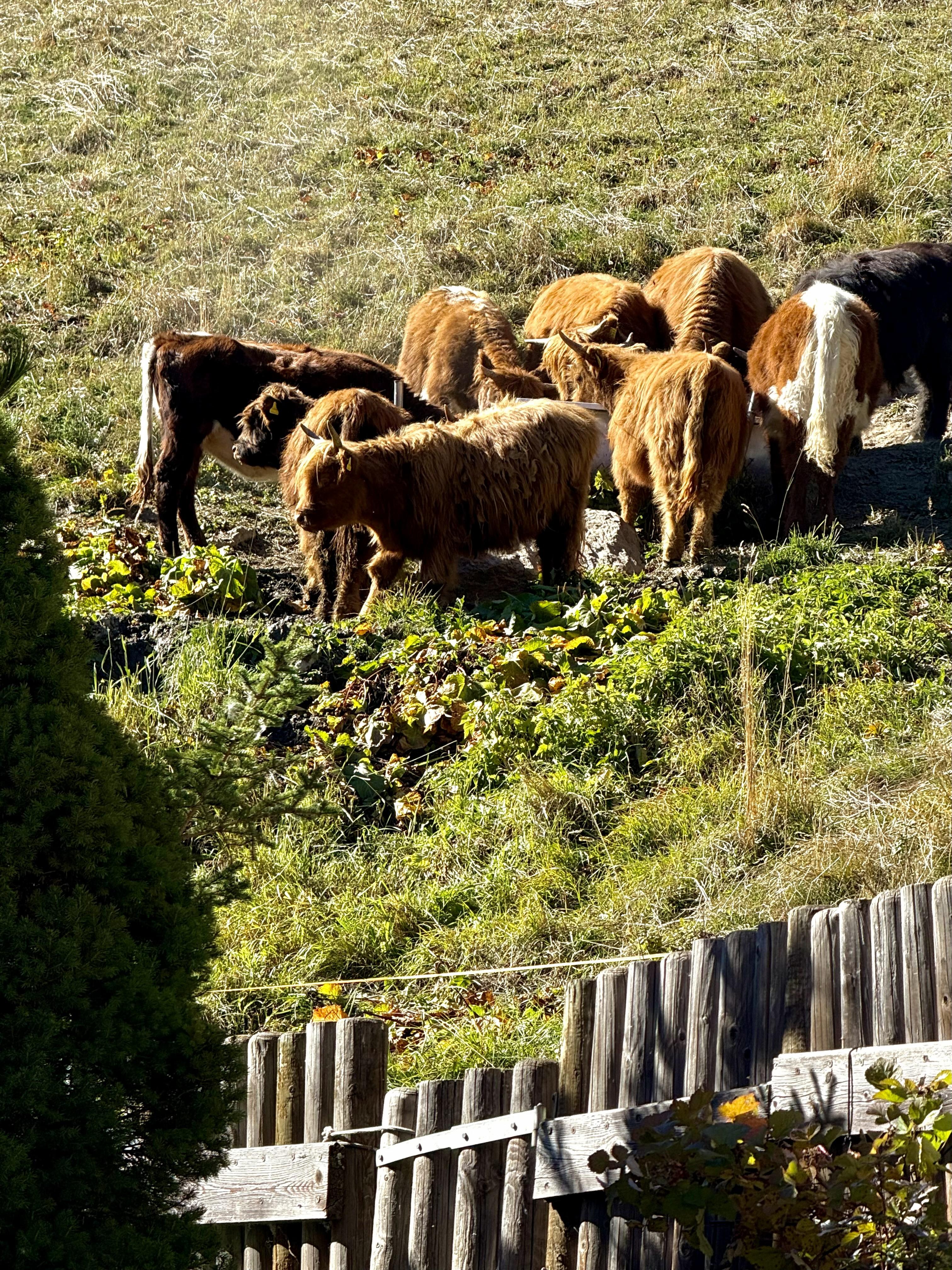 Hochlandrinder2025 Hochlandrinder2025