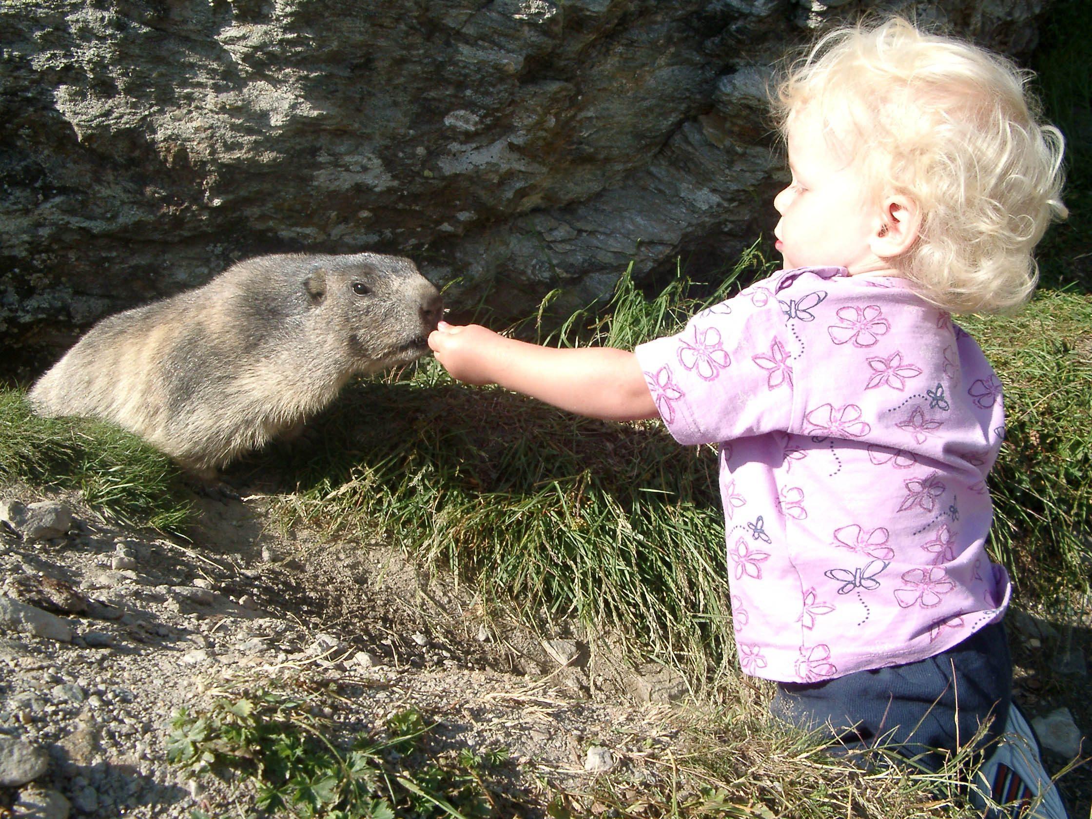 Murmeltier 36.jpg Murmeltier 36.jpg