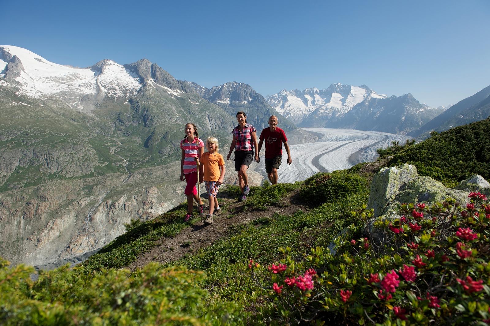 Aletschgletscher und Alpenrose Aletschgletscher und Alpenrose