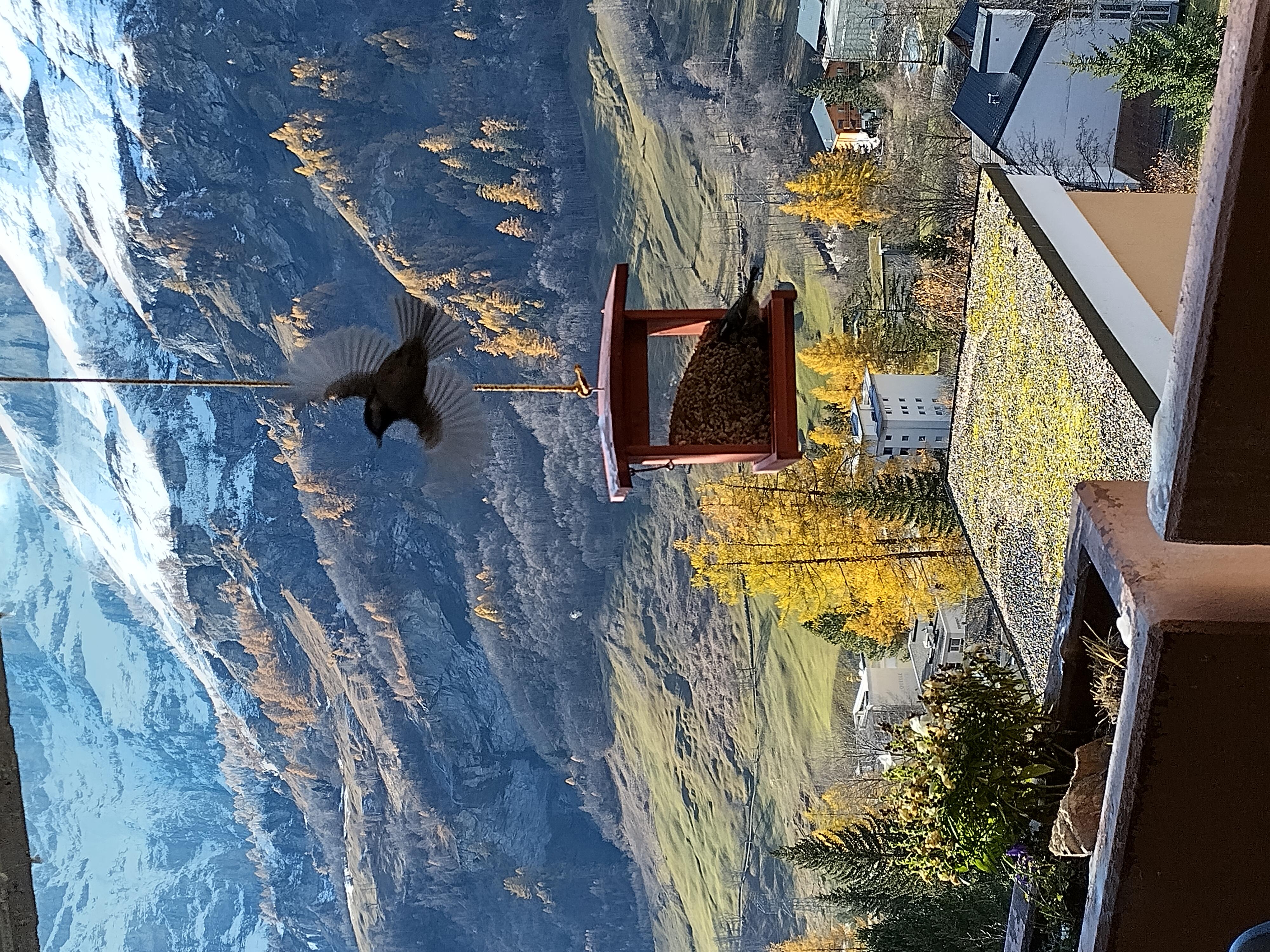 Lärchenwald 1708_ausblick_b Lärchenwald 1708_ausblick_b