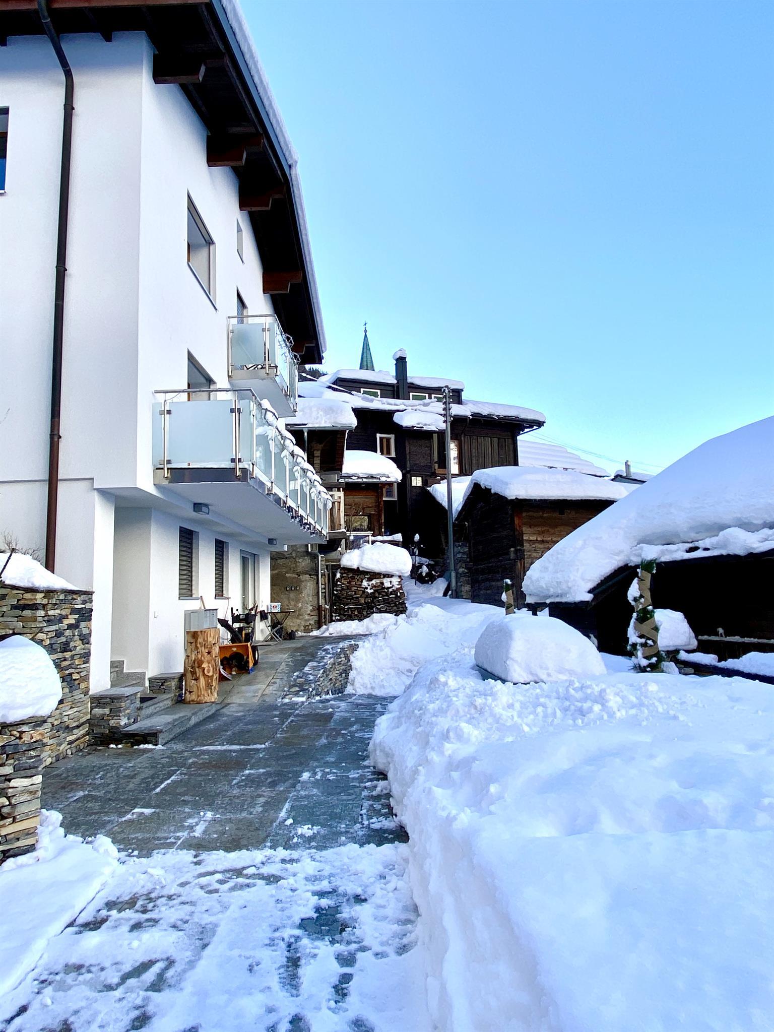 Soldanella_winter Soldanella_winter