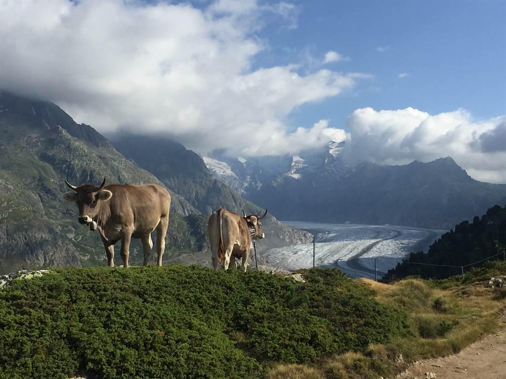 Kühe am Aletschgletscher Kühe am Aletschgletscher