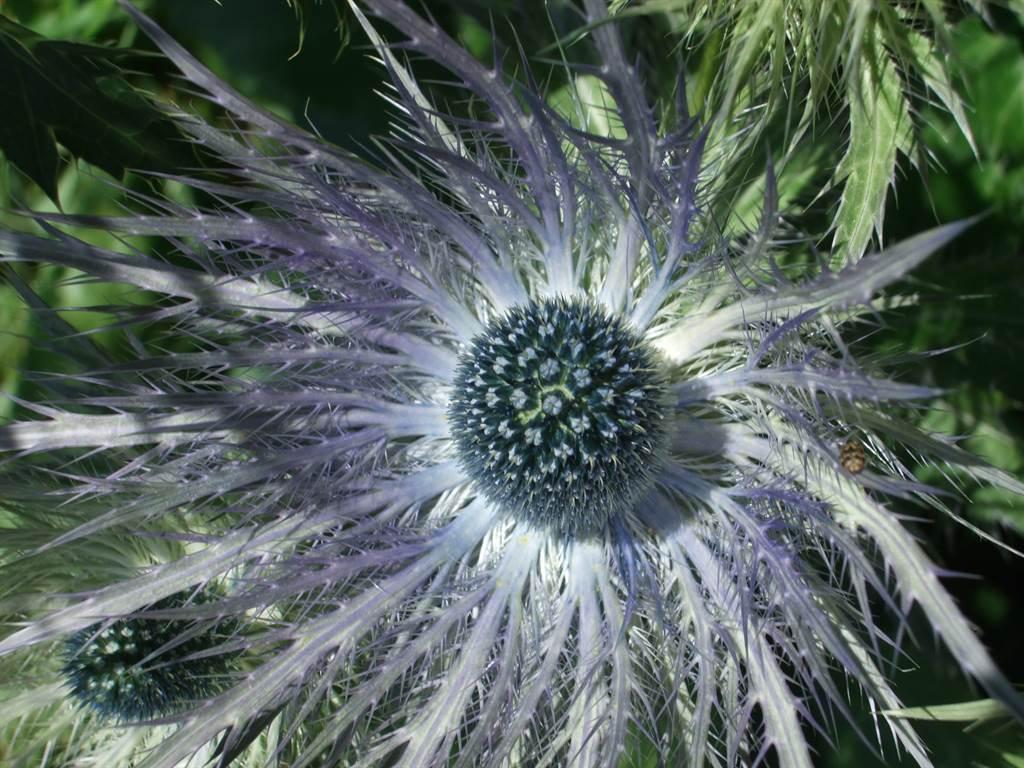 Blaudistel Blaudistel