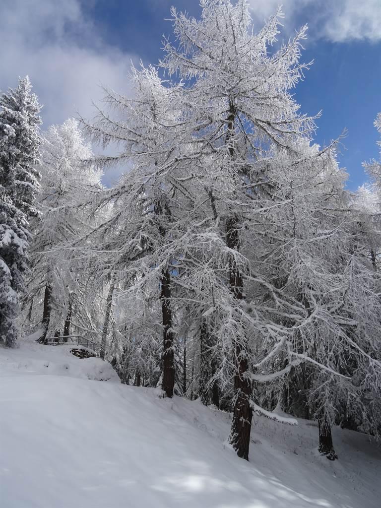 Wald hinter Tilly, Winter 1 Wald hinter Tilly, Winter 1
