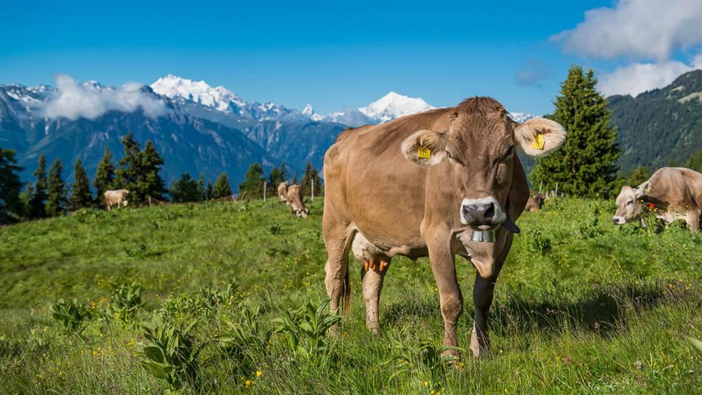 DSC_5601_fotoweb15_riederalp-fewo DSC_5601_fotoweb15_riederalp-fewo