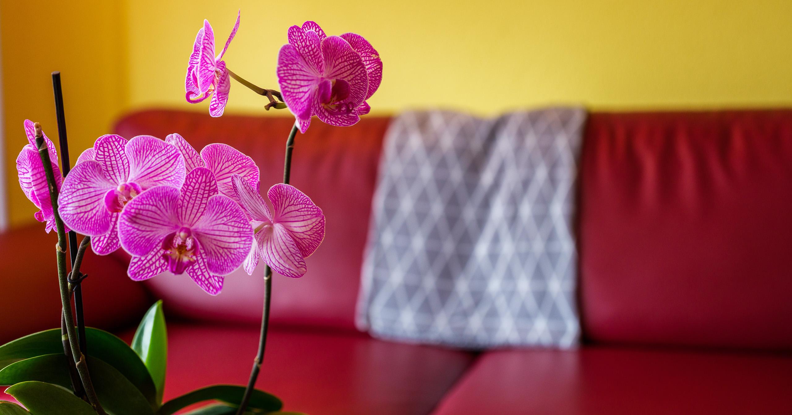 ABA_Sporting 888 - Wohnzimmer ABA_Sporting 888 - Wohnzimmer