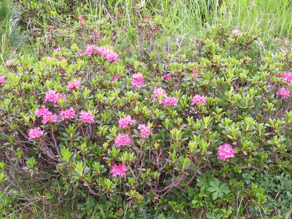 Alpenrosen Alpenrosen