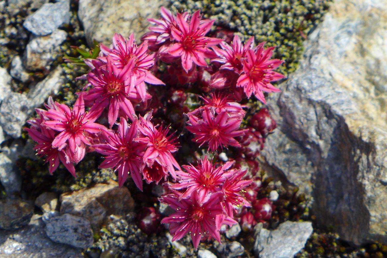 Hauswurtz am Gletscherrand Hauswurtz am Gletscherrand