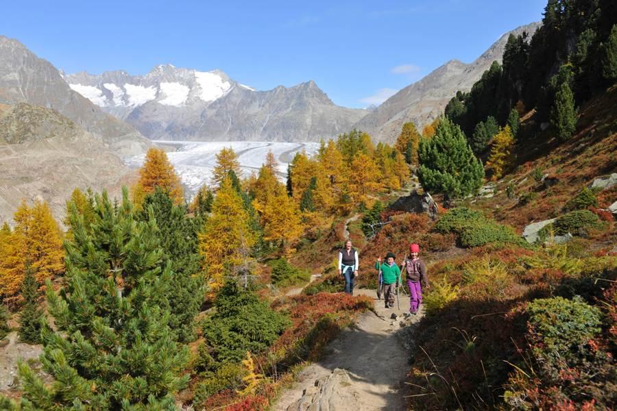 Aletschgletscher - Herbst Aletschgletscher - Herbst
