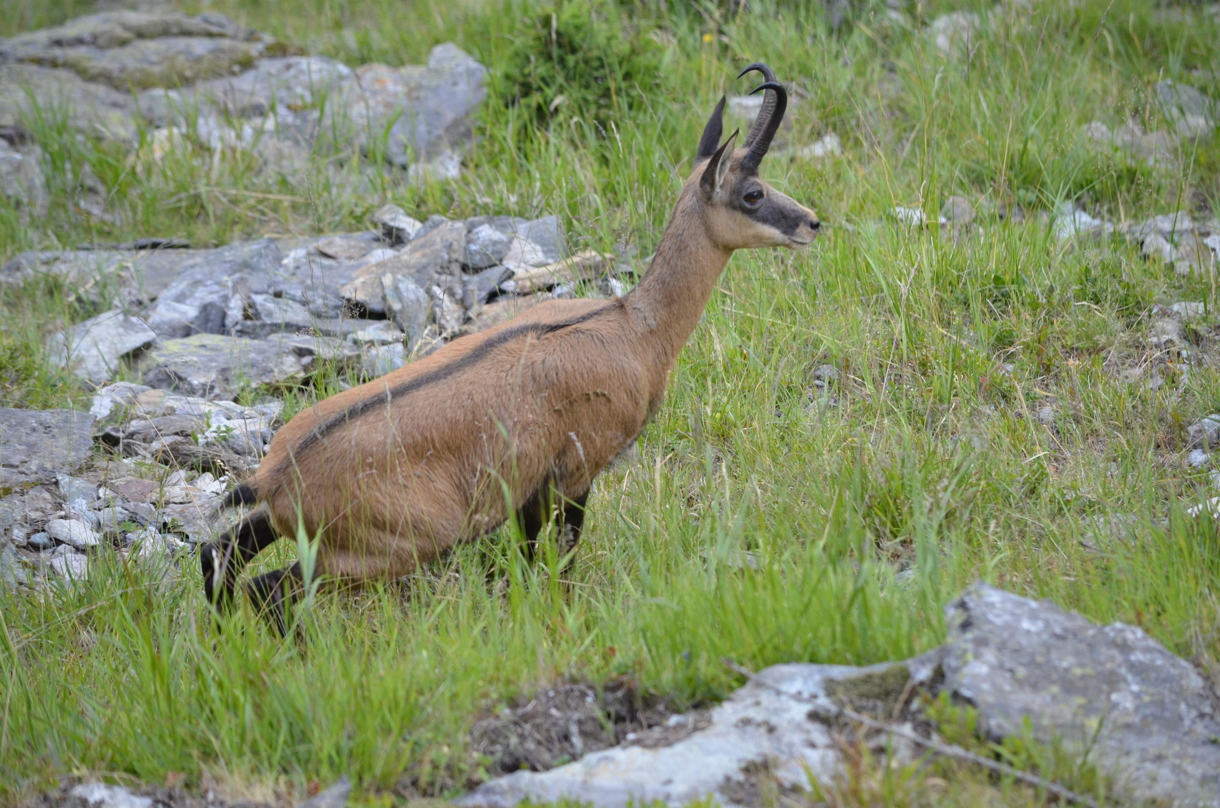 Gämse am Riederhorn Gämse am Riederhorn