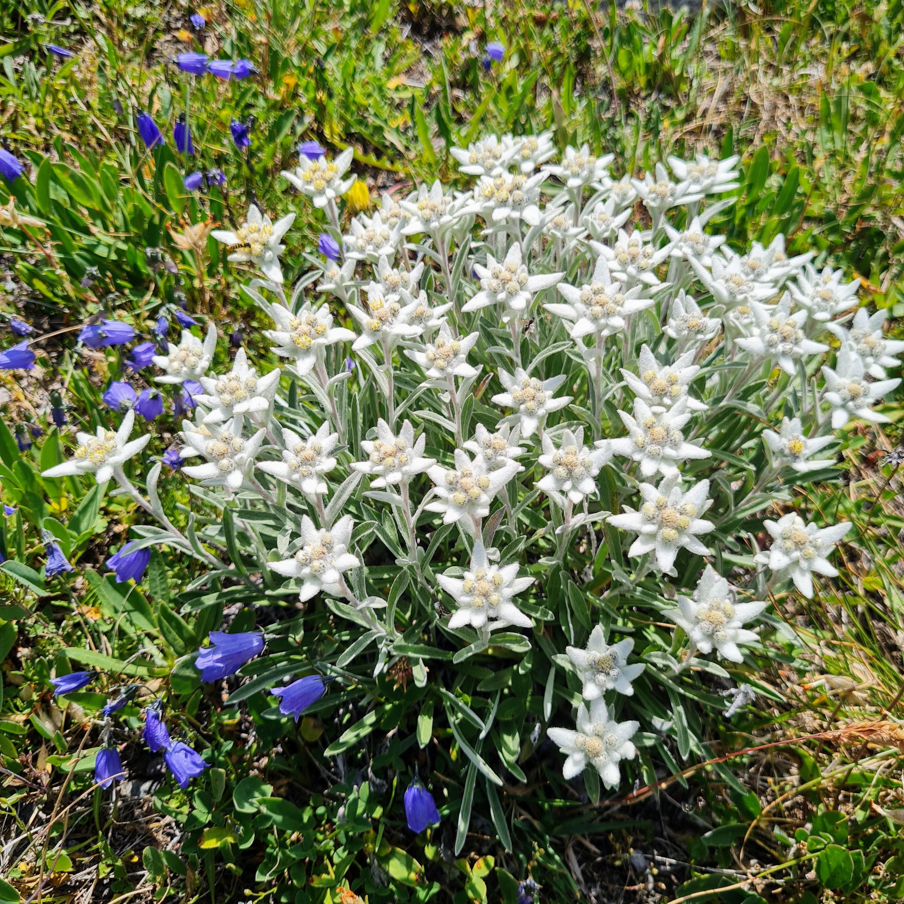 Edelweiss Edelweiss
