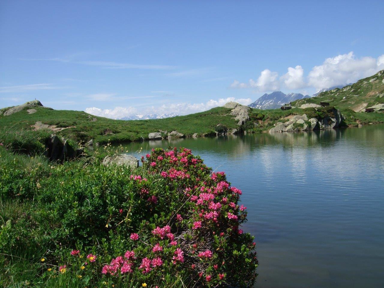 Alpenrosen überall Alpenrosen überall
