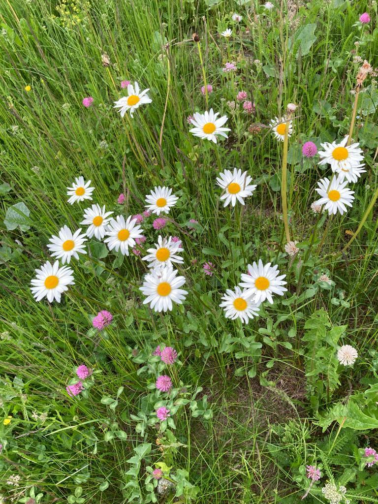 Alpenblumen Alpenblumen