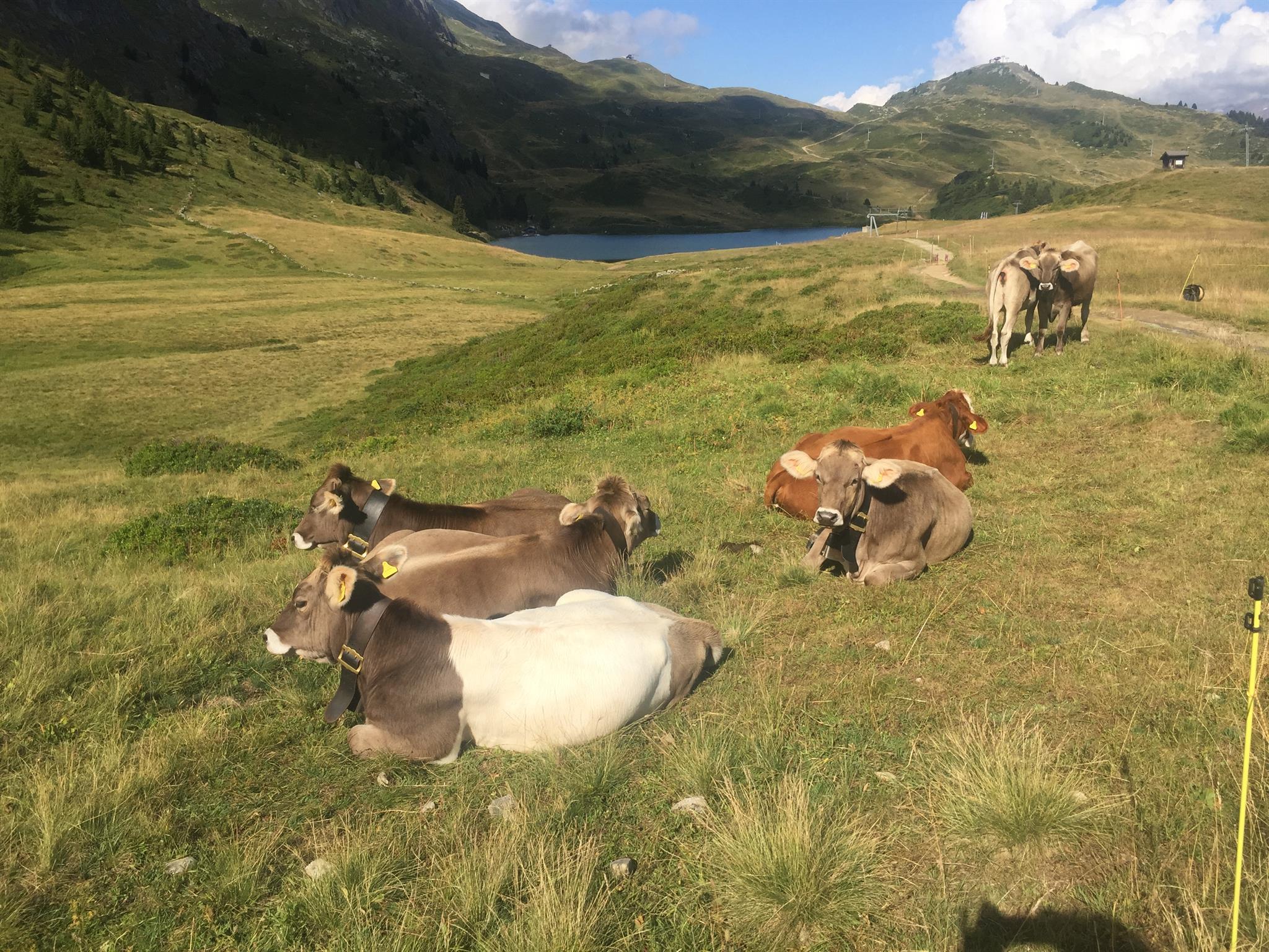 Riederhorn Juli 2018 (23) Riederhorn Juli 2018 (23)