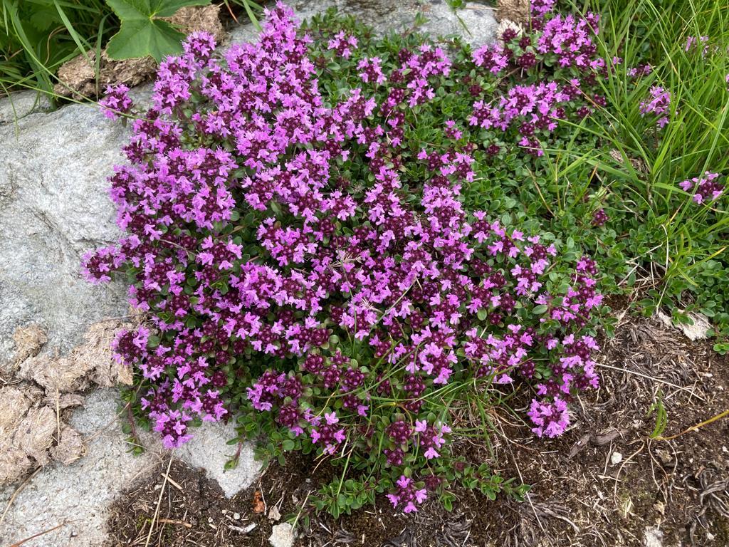 Alpenfrühling Alpenfrühling