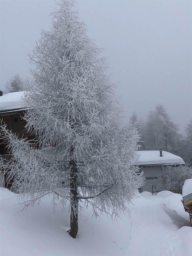 Lärche vereist mit Chalet Tilly Lärche vereist mit Chalet Tilly