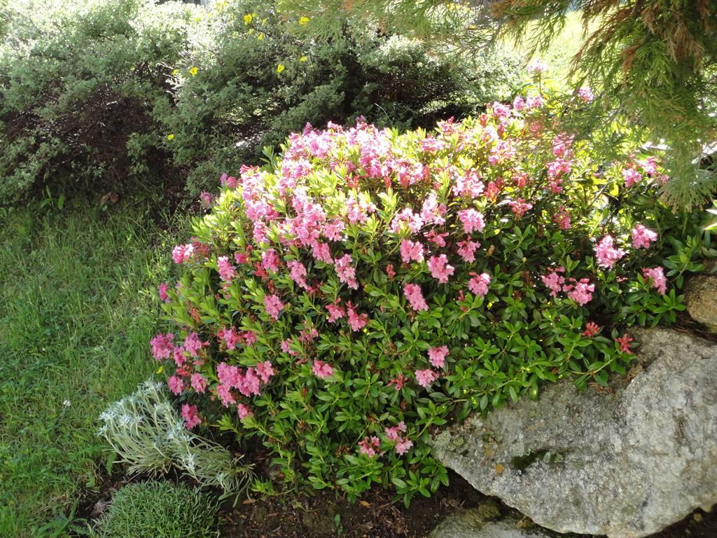 Alpenrosen Alpenrosen