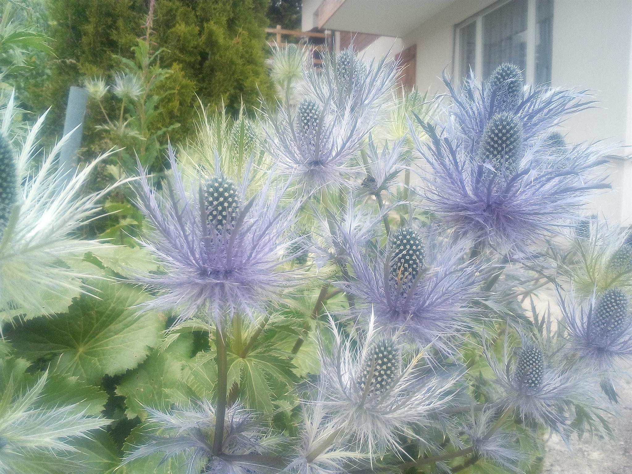 IMG_20200716_154108 IMG_20200716_154108