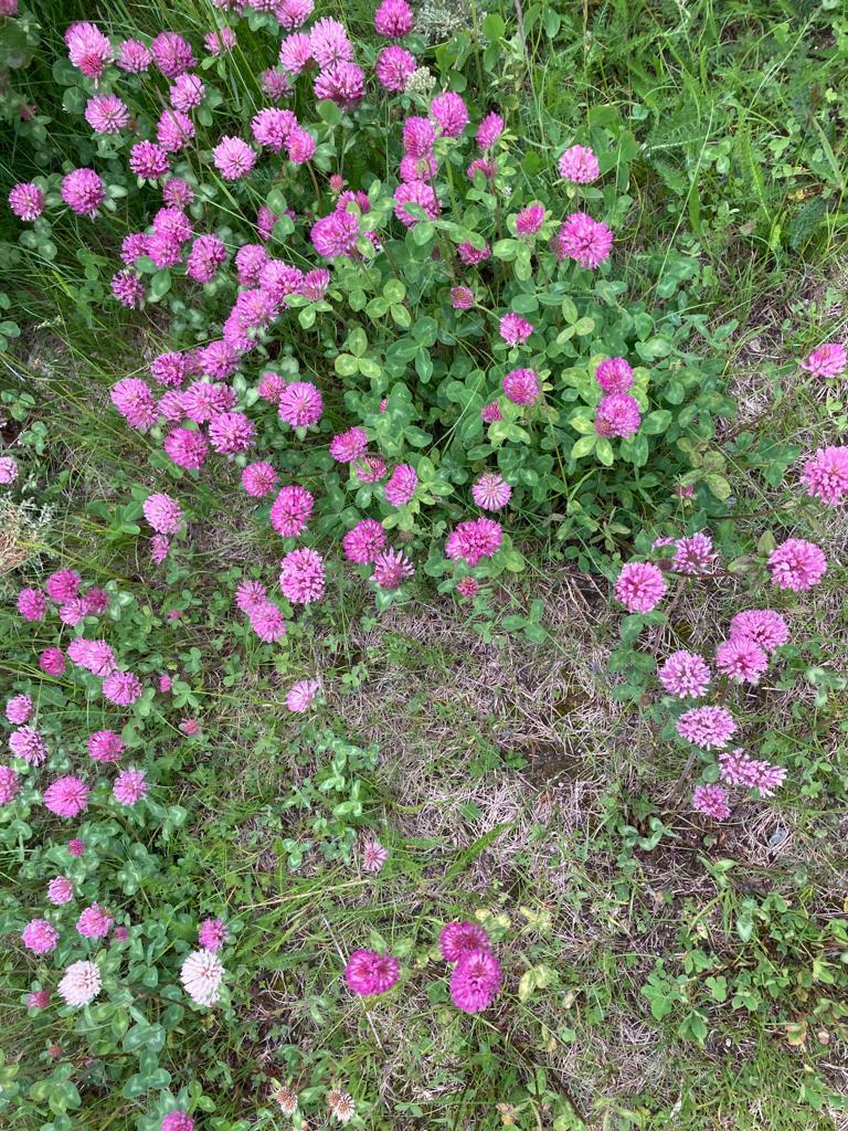 Alpenfrühling Alpenfrühling
