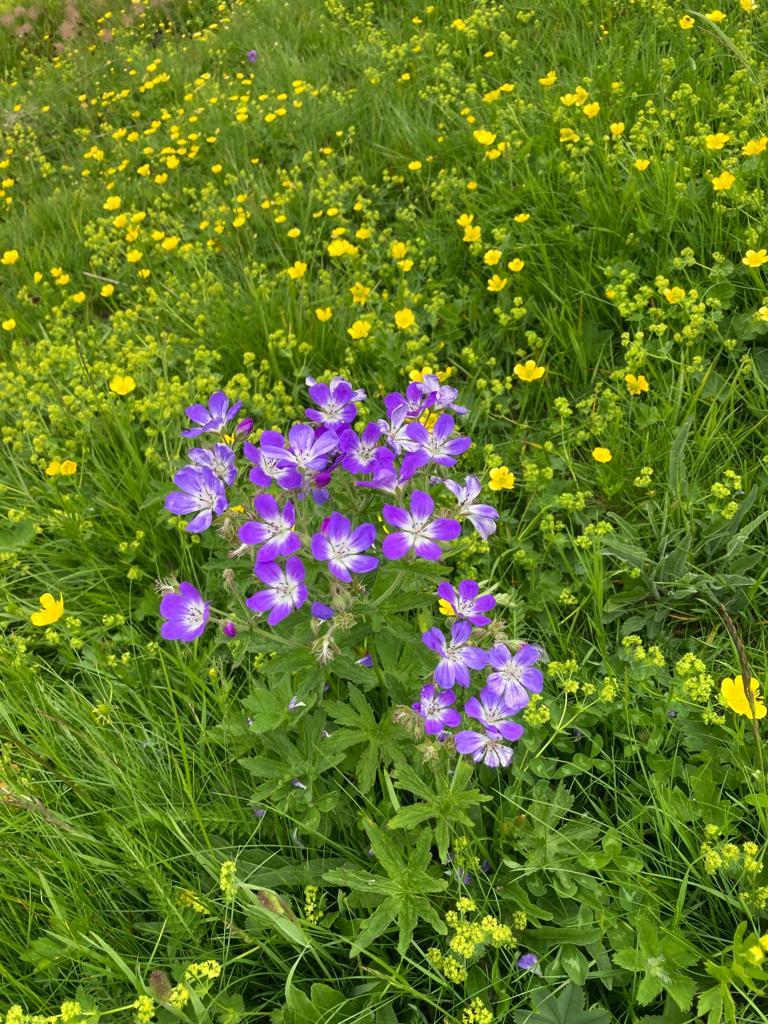 Alpenfrühling Alpenfrühling