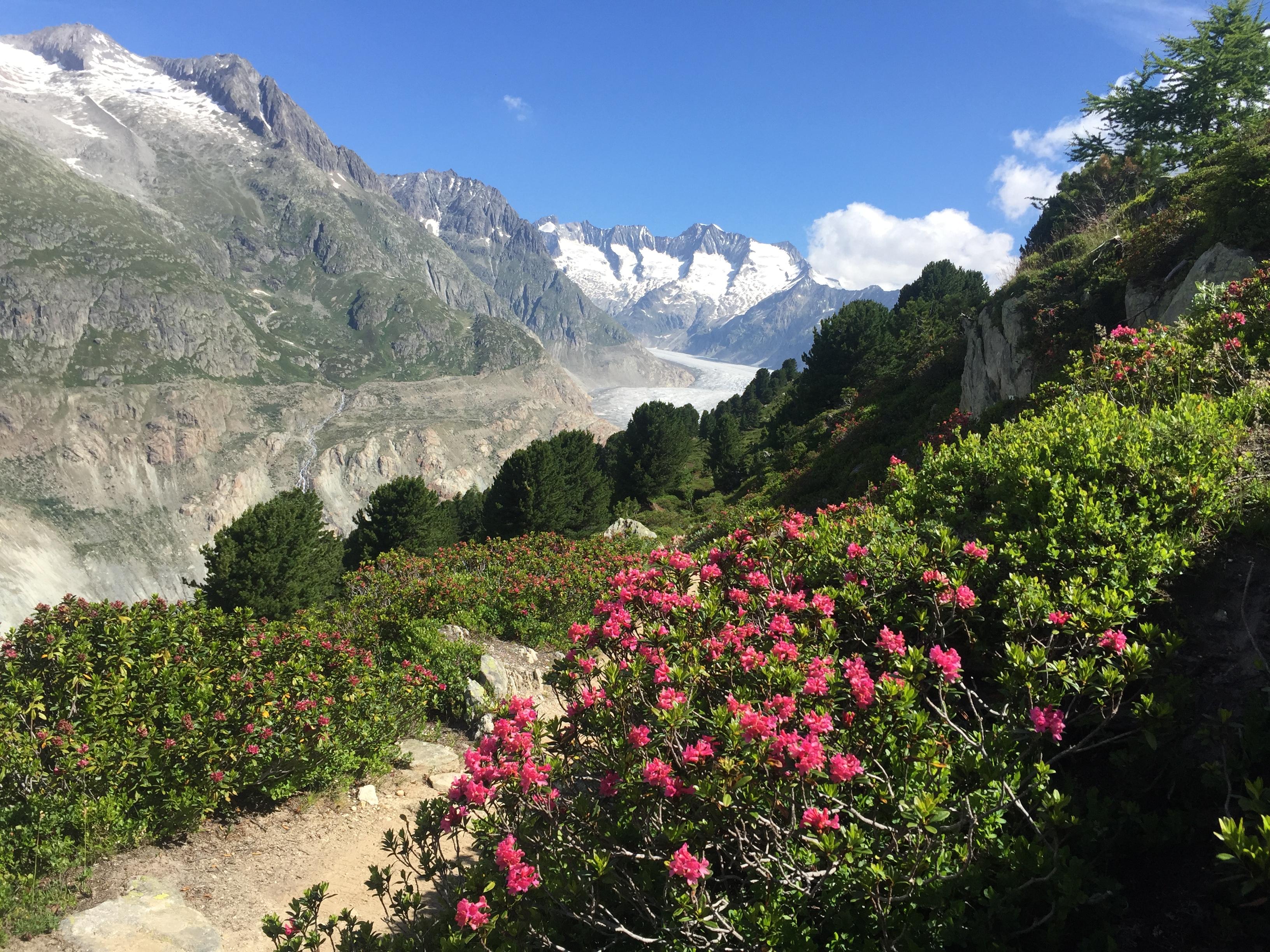Wandern im Aletschwald Wandern im Aletschwald