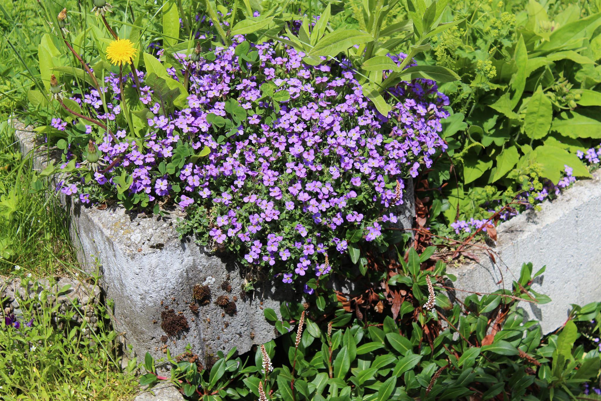 IMG_0082 (1) IMG_0082 (1)