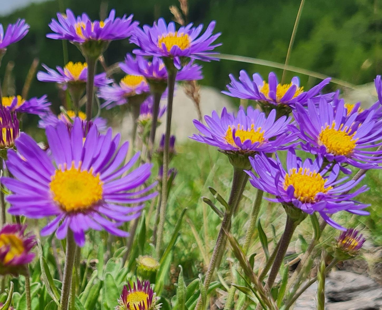 Alpenblume Bergaster Alpenblume Bergaster