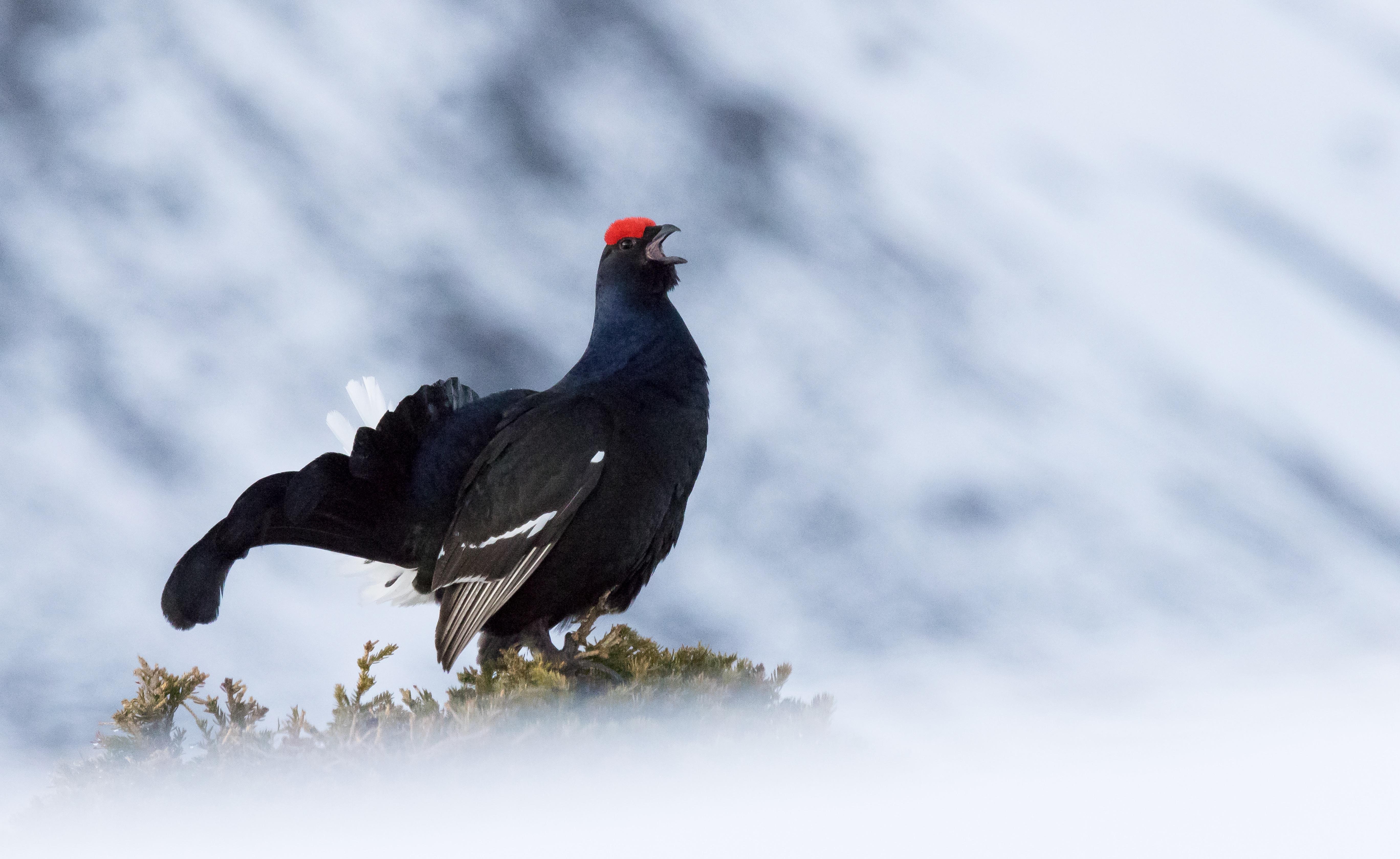 Black Grouse in spring Black Grouse in spring