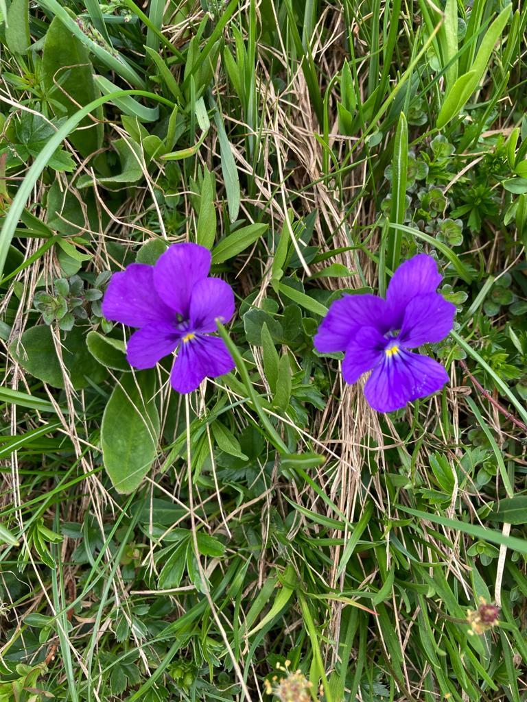 Alpenfrühling Alpenfrühling