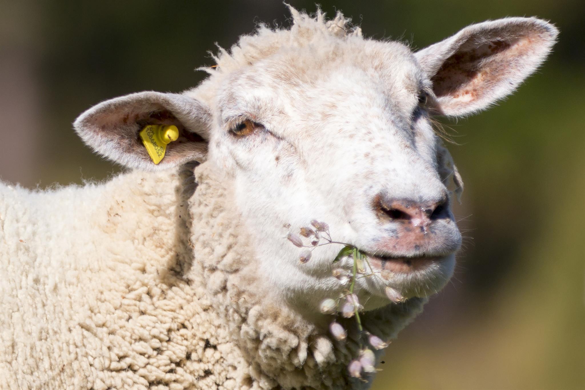 haus_am_biel_saas_fee_tierwelt3 haus_am_biel_saas_fee_tierwelt3