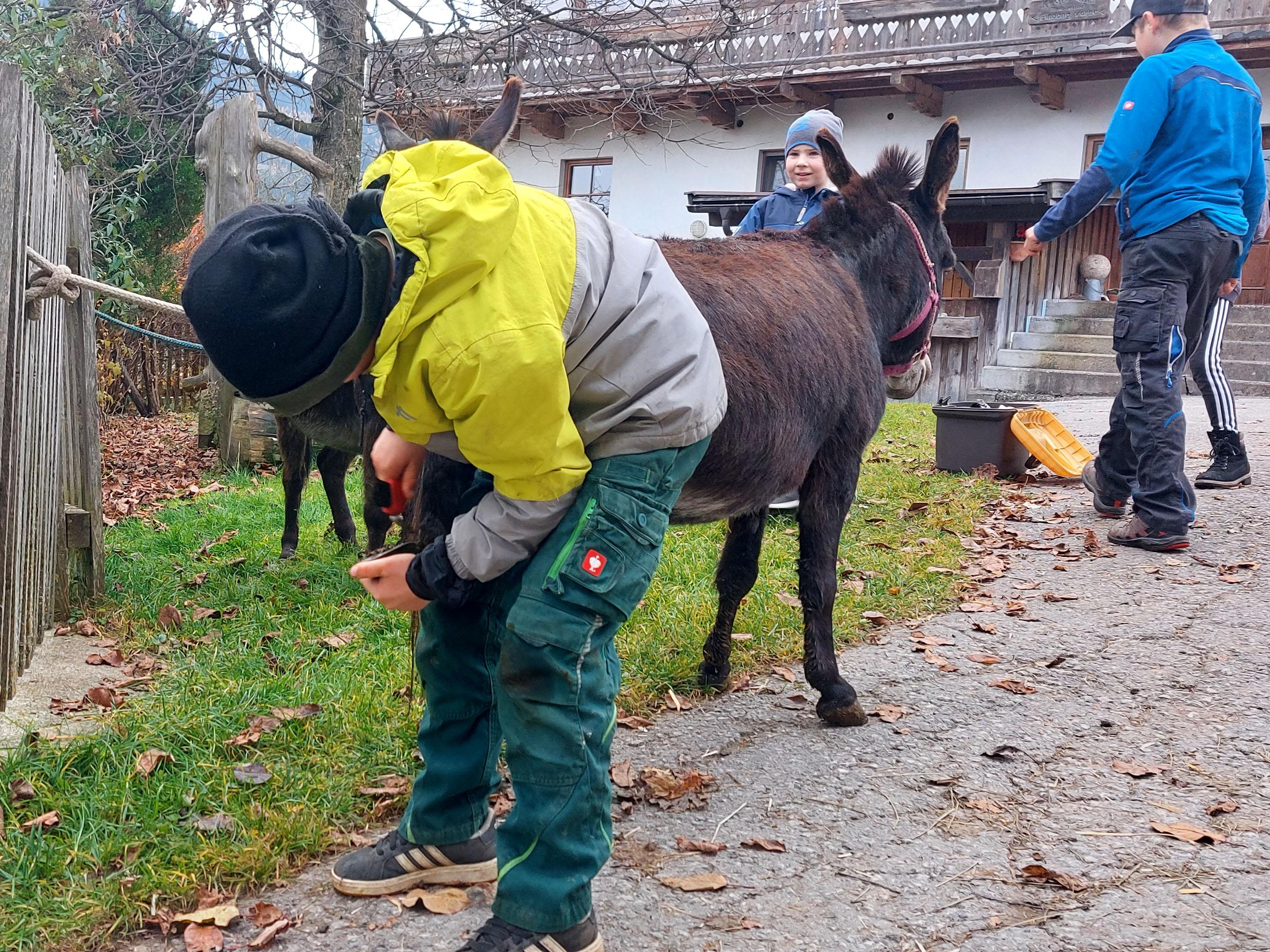 Mit Kuh & Co auf Du – Tierische Erlebnisse am Biohof