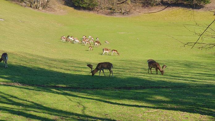 Damwild und Gänse Wildparks-Wildgehege