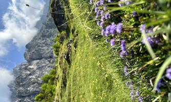 A beautiful mountain landscape with green meadows and colorful flowers. In the background, majestic mountains rise under a clear sky.