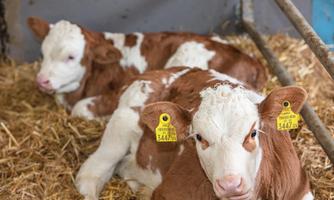 Two calves are lounging comfortably in the straw. They have brown and white coats and are wearing ear tags.