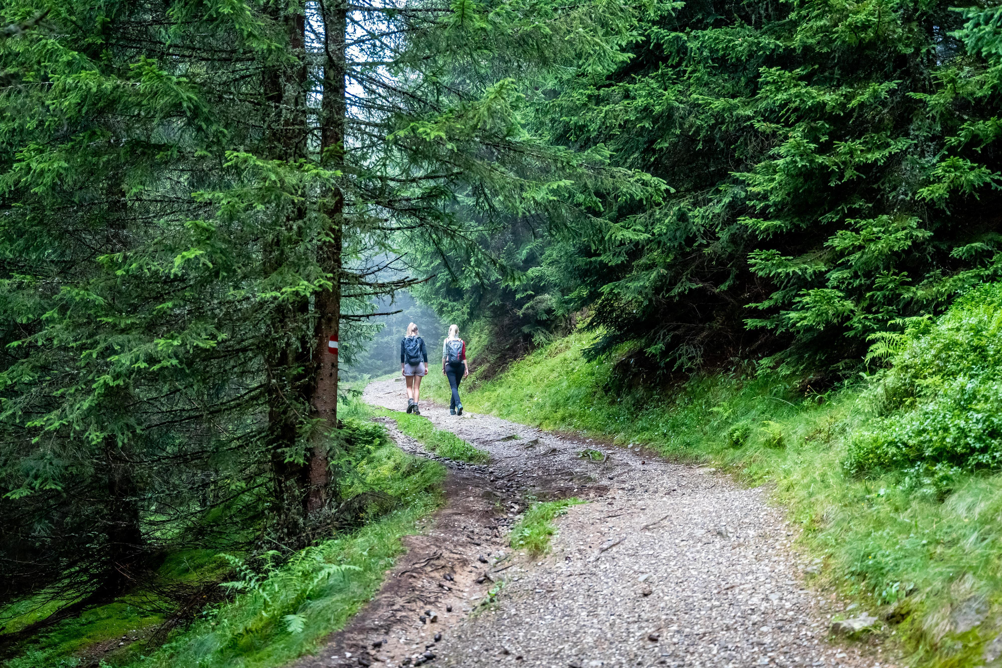 BERG-GESUND Waldbaden – Shinrin Yoku