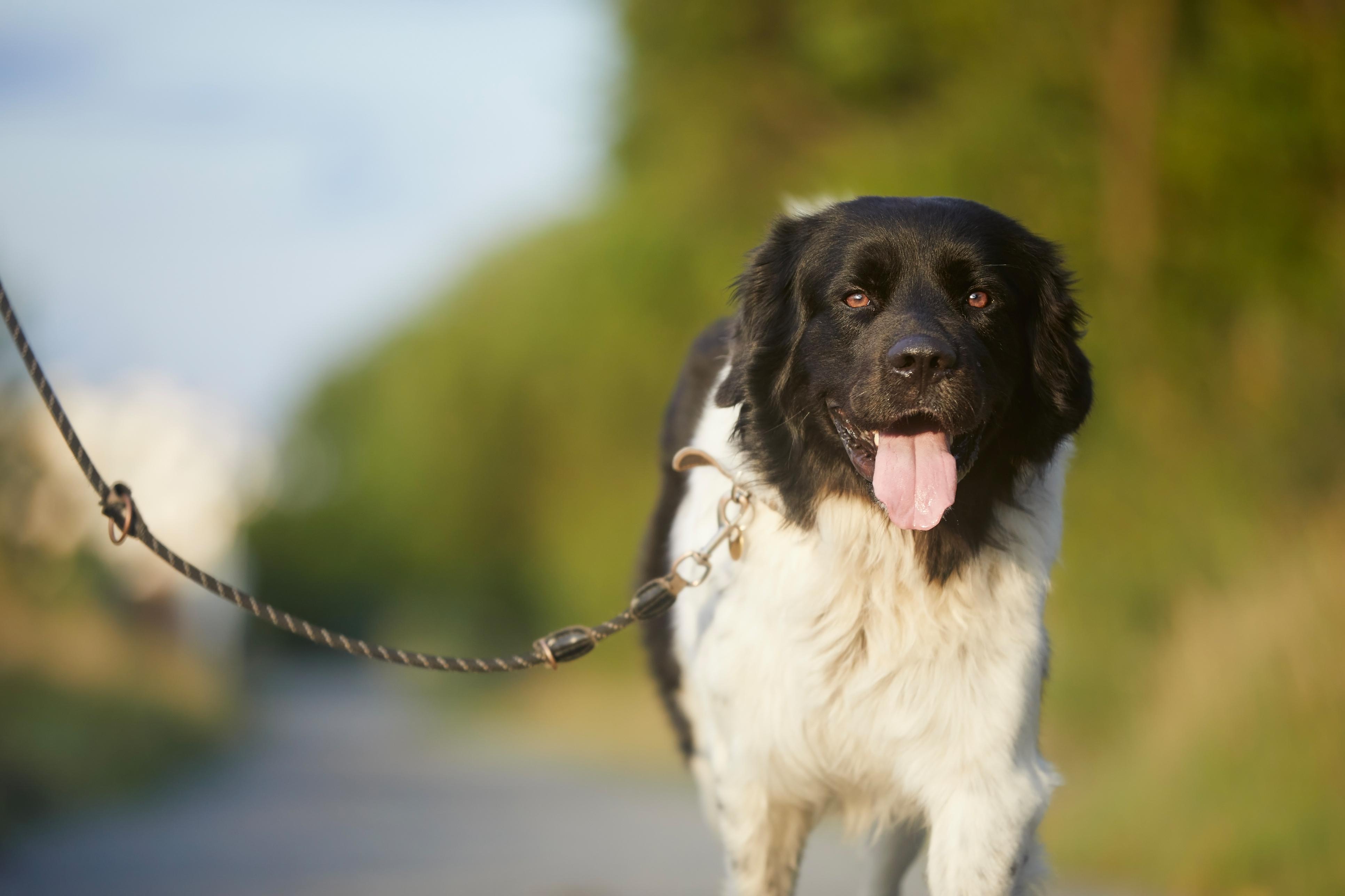 Social Walk – Der geführte Hundespaziergang