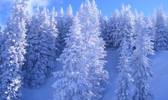 A winter landscape with snow-covered trees. The sky is blue and clear.