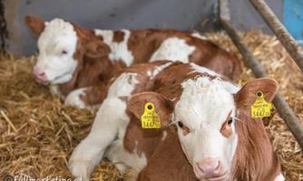 Two young calves are lying comfortably on straw. They have brown and white fur and wear ear tags.