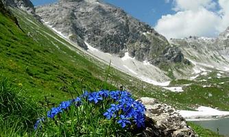 A blooming meadow with blue flowers in front of majestic mountains. In the background, snow-covered peaks and a clear sky can be seen.