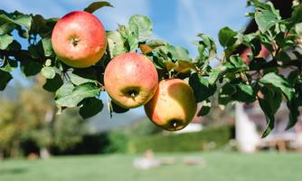 A tree branch with three red apples. In the background, a green meadow and a blue sky can be seen.
