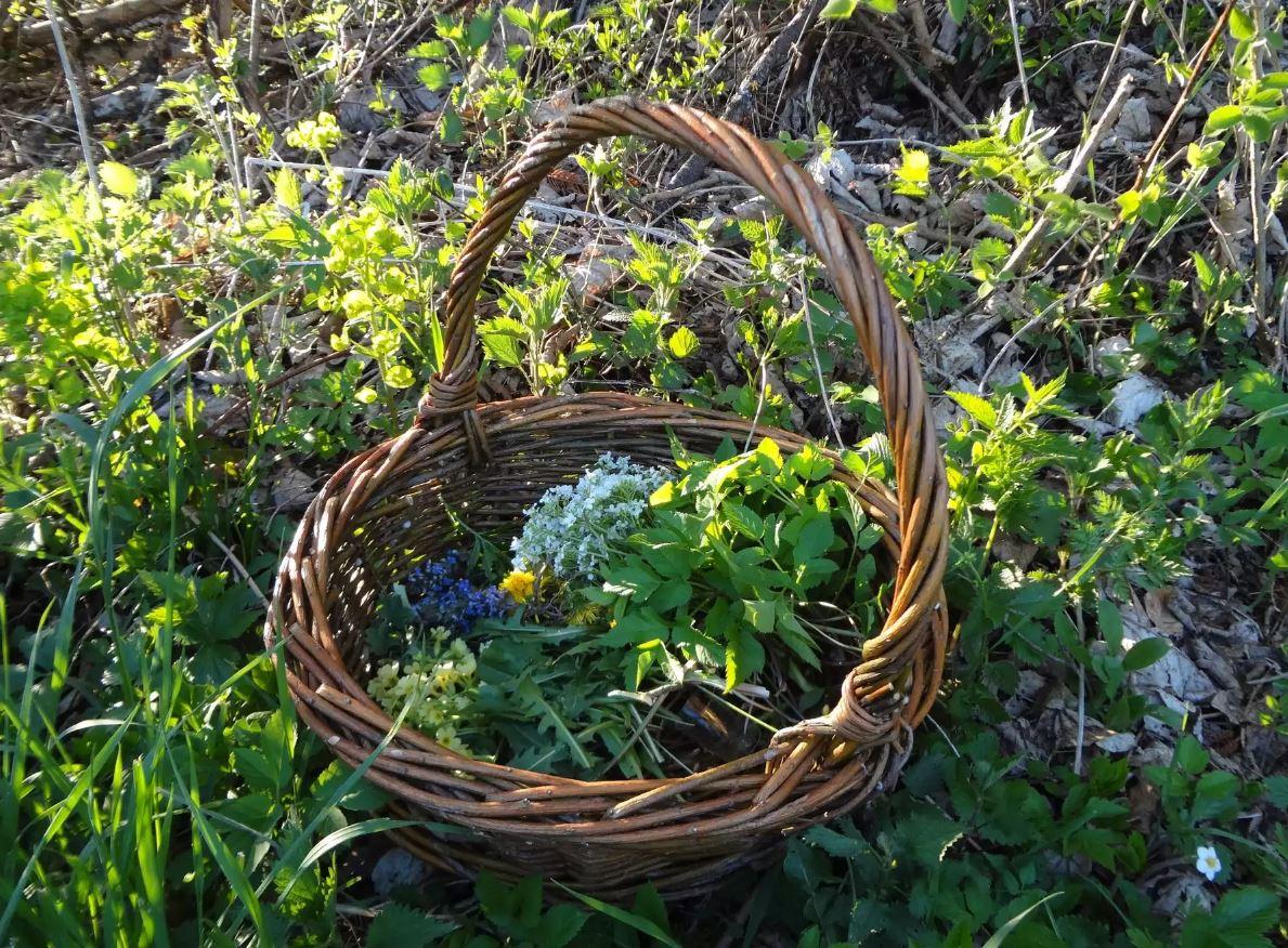 Kräuterwanderung zur Sommersonnenwende