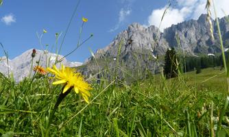 A beautiful meadow with yellow dandelion flowers in the foreground. In the background, majestic mountains rise under a blue sky.