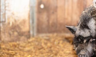 A black pig in a barn, surrounded by hay. In the background, boxes and wooden walls are visible.