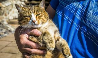 A cat is gently held by a person. The cat has brown and orange fur and appears relaxed.