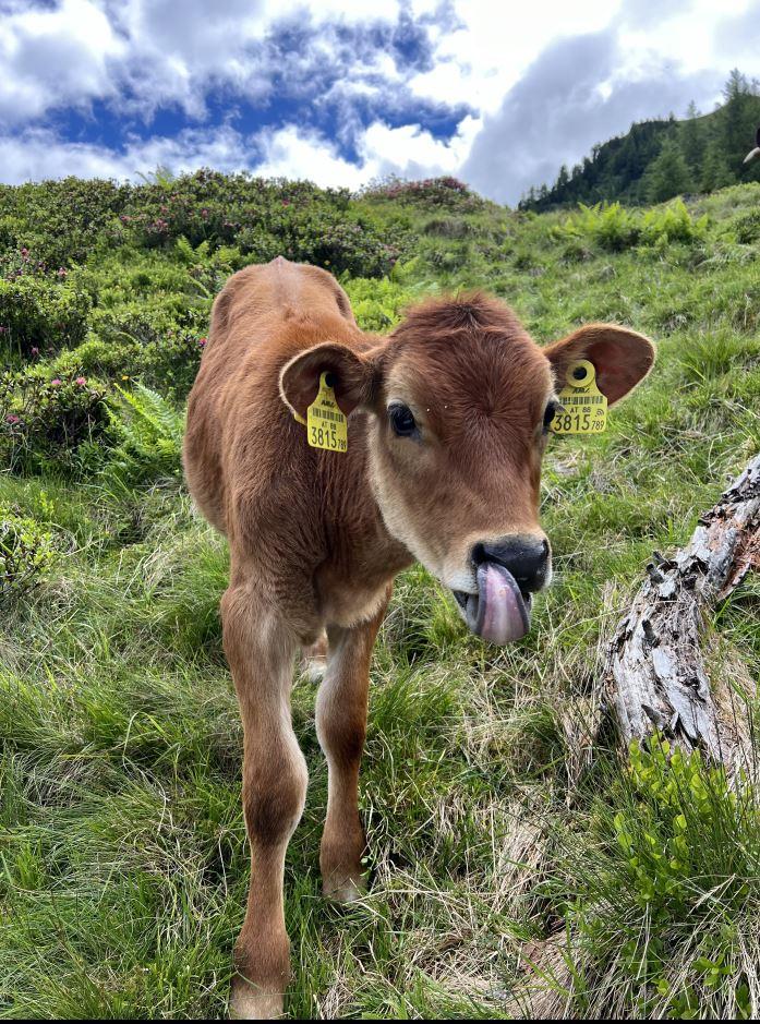 Hirten-Safari auf der Wildalm – Natur & Almwirtschaft erleben