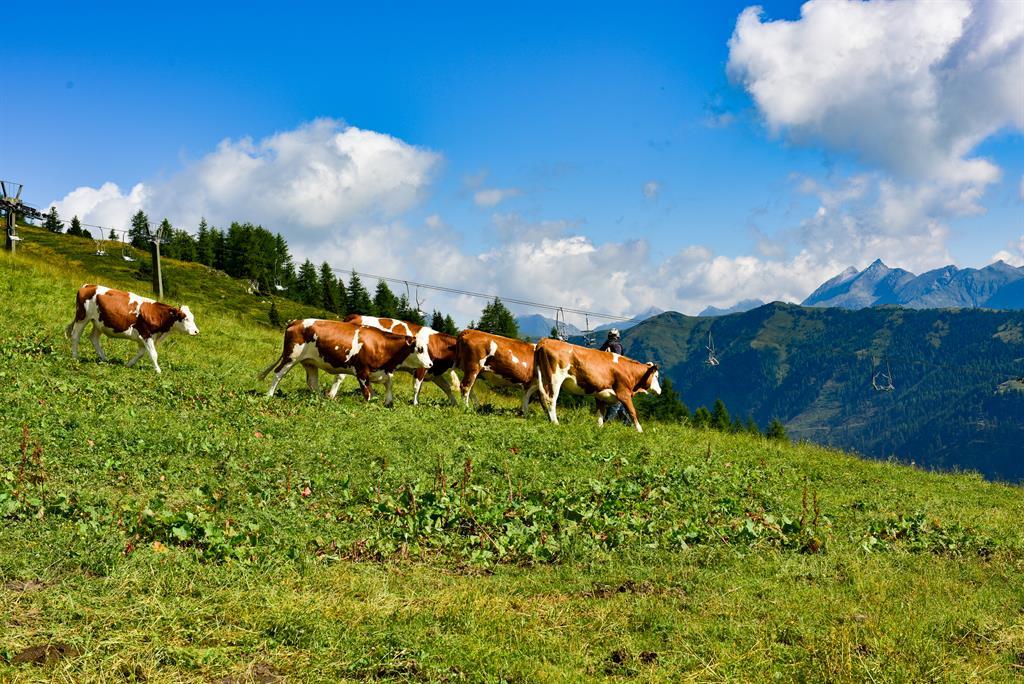 A group of cows is peacefully walking across a green meadow. In the background, there are mountains and a blue sky with white clouds.