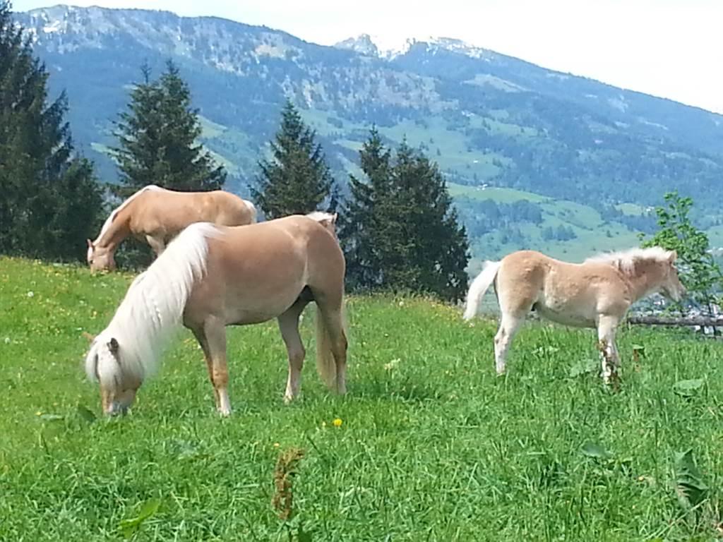Schmalzgrubengut Bad Hofgastein Weide