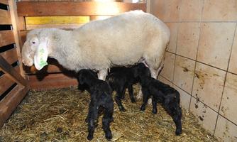 A pregnant sheep with three black lambs. They are standing in a barn on straw.