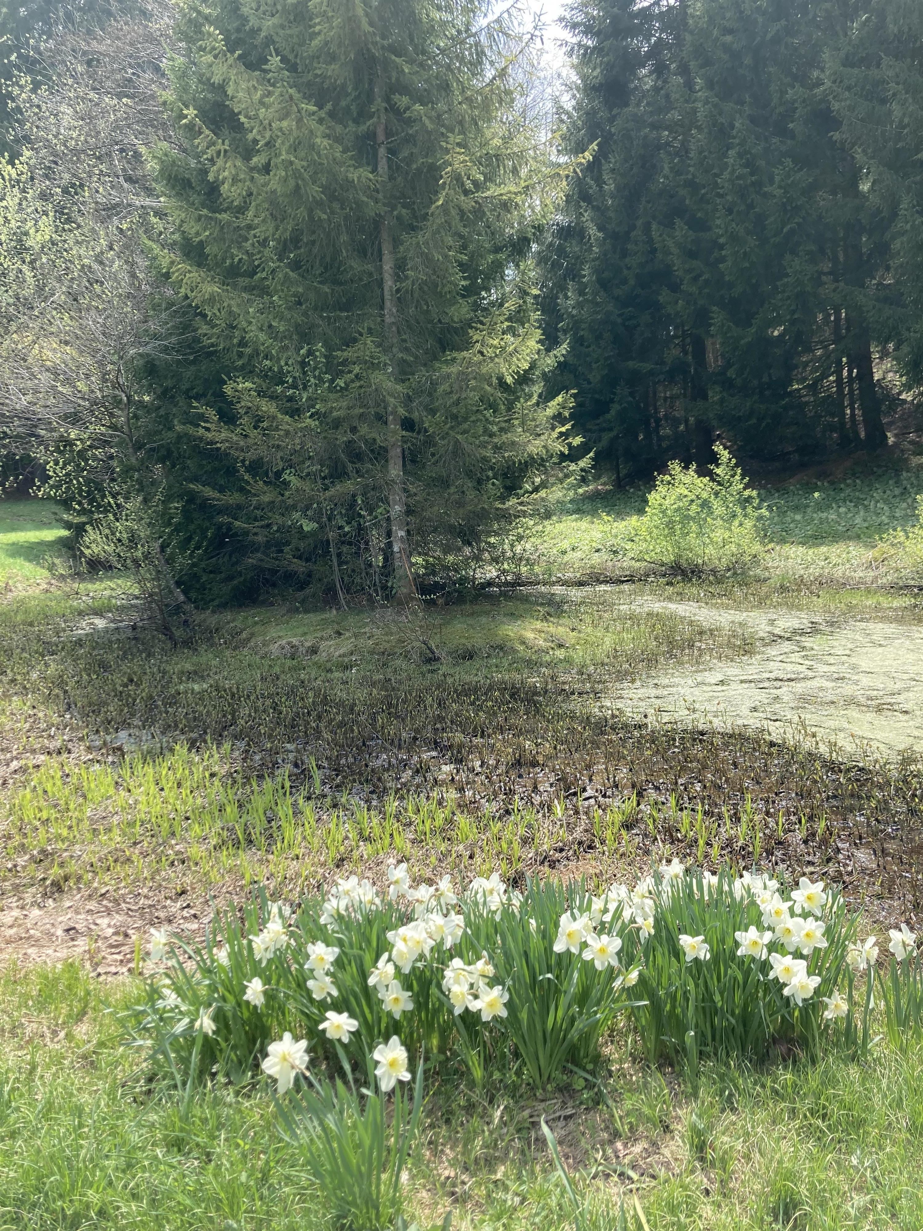 A blooming field of white daffodils in front of a clear, wooded background. Sunshine falls on the green landscape.